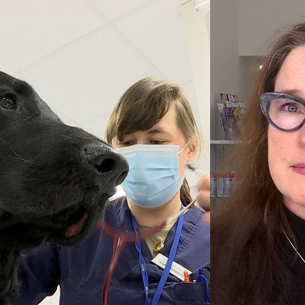 Maria Karlsson syns till höger i bild. Hon bär svart tröja och glasögon. Till vänster syns en hund som blir undersökt.