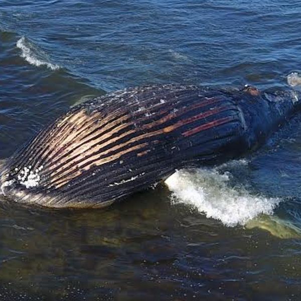 Död knölvalskalv som strandat på Öland.