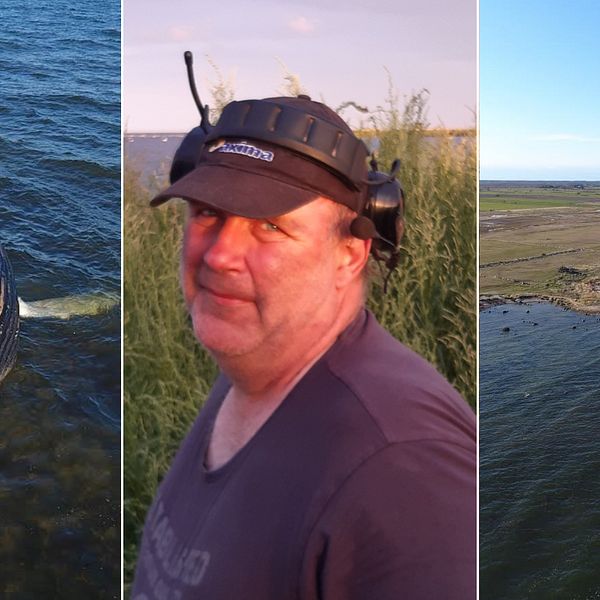 Bilden är ett collage. I mitten är en porträttbild på Peter Johansson som äger marken där den strandade knölvalen ligger. De övriga två bilderna är bilder på en död knölval och Peter Johanssons mark.