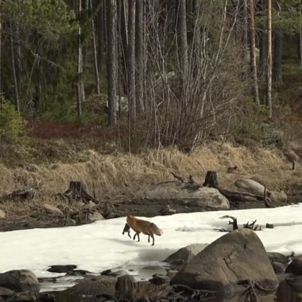 Räv springer iväg med en fisk vid Ångermanälven.