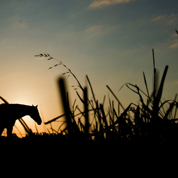 Siluett av en häst i en hage i solnedgång och motljus