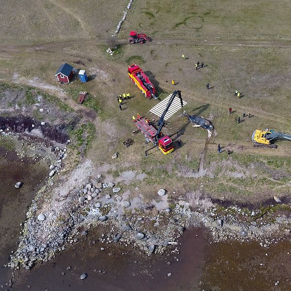 Drönarbild från Mellby när en strandad knölval drogs upp på land.