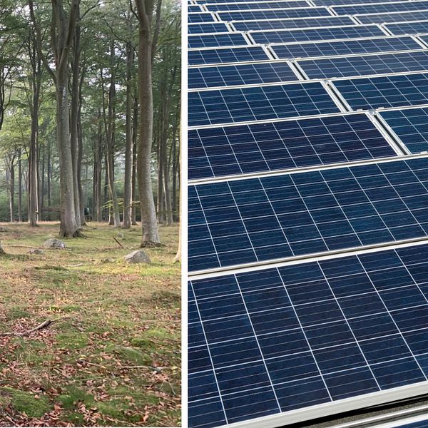 Fotomontage mellan en bild på skog och solceller
