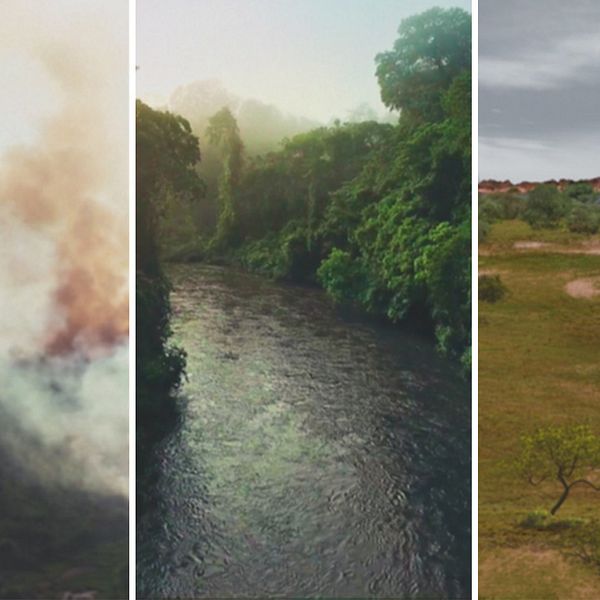 Tre bilder från Amazonas: rökmoln över trädtoppar, flodbädd kantad av grönska, simulering av hur savannområde i regionen kan komma att se ut.