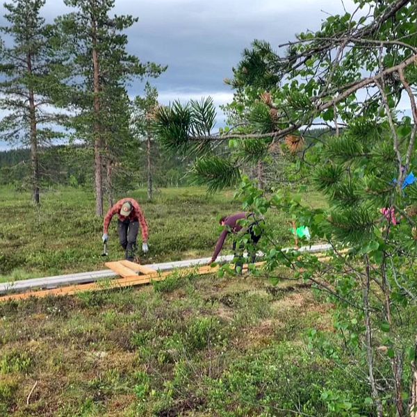 personer lägger spång på myrmark med några tallar