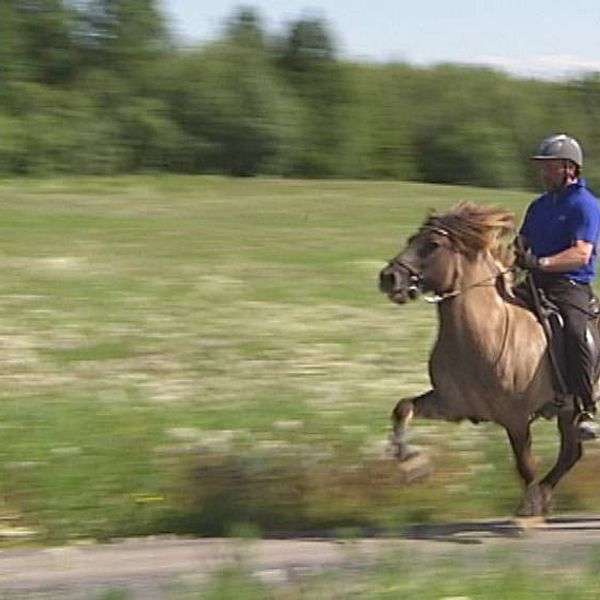 ryttare på islandshäst i full fart