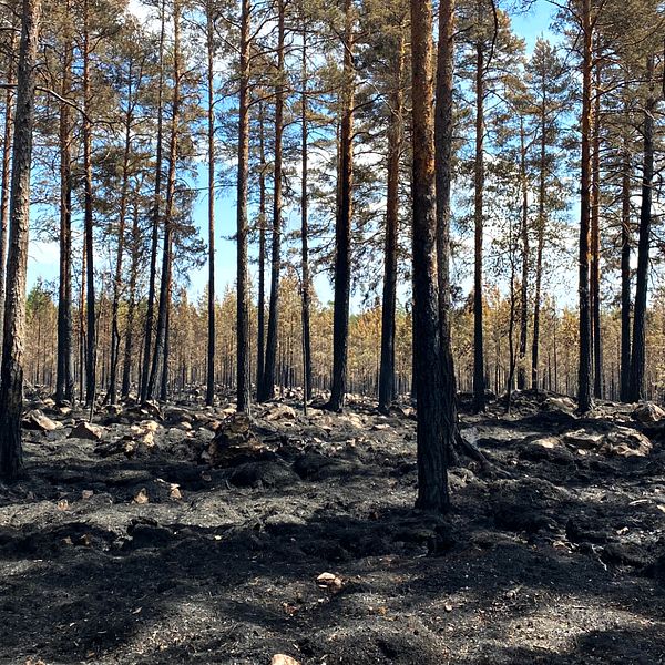 Tallskog där marken och stammarna är brandskadade efter en skogsbrand.