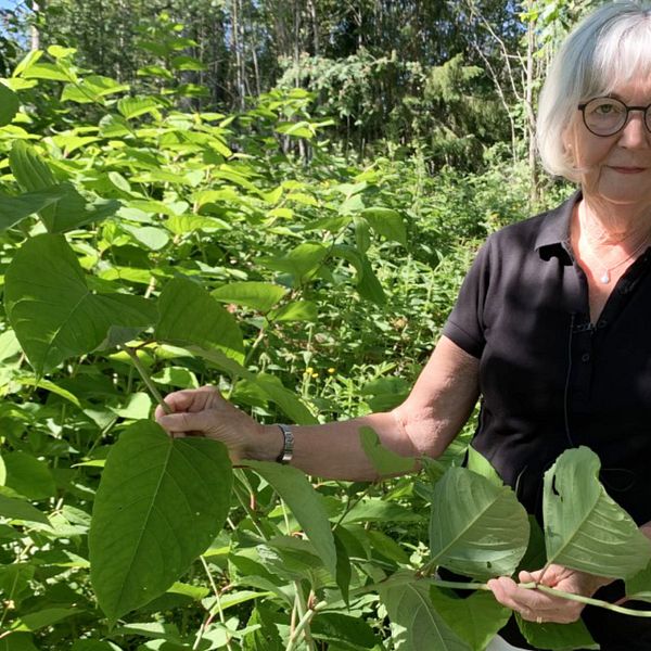 äldre kvinna visar blad på stor buske