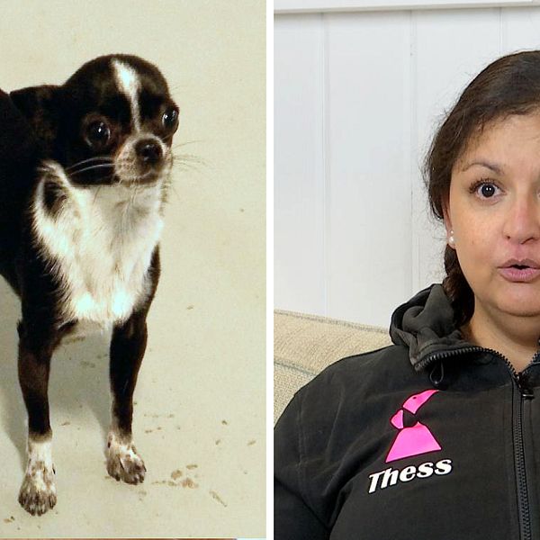 Bild på en liten hund till vänster. Hunddagisföreståndaren Therese Welander till höger.