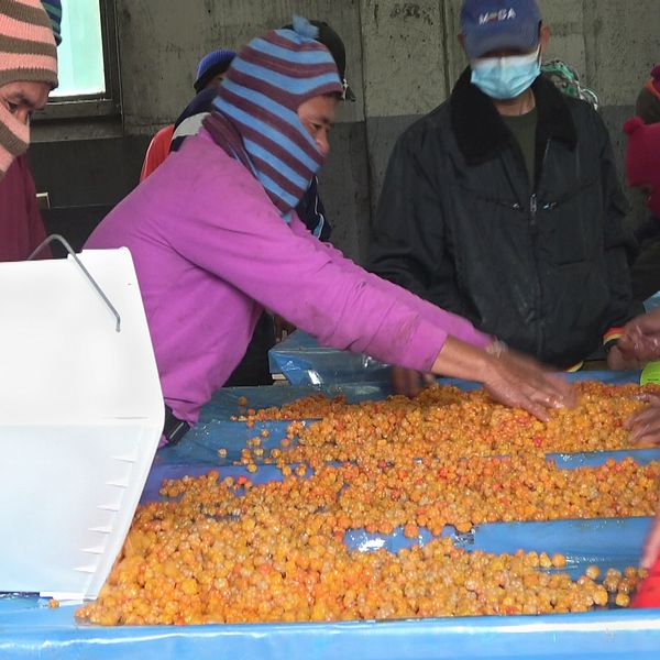thailändska bärplockare i randiga färgglada stickade huvor sorterar hjortron på ett bord