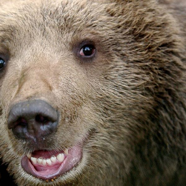 Tät bild på ansiktet på en brunbjörn. Björnen tittar rakt in i kameran.