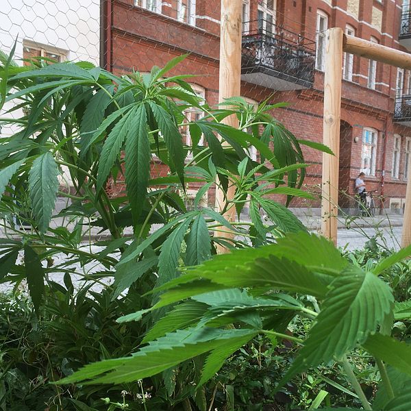 Cannabisplantorna som hittats i odlingen på Ängelholmsgatan.