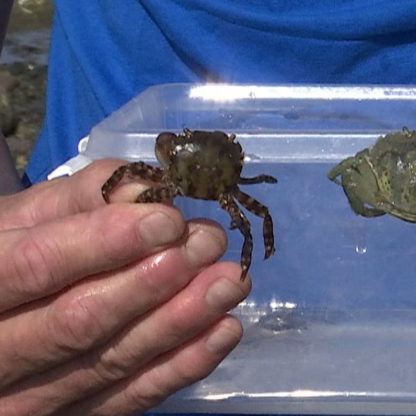 händer håller upp två krabbor, den vänstra mörkare än den lite större högra
