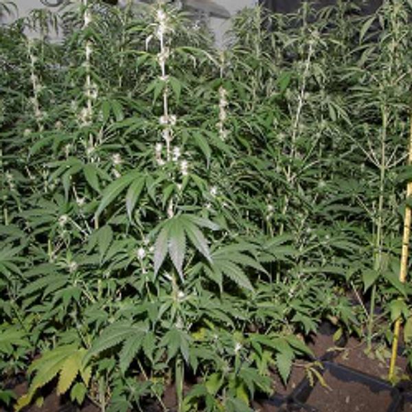 Cannabisplantor.