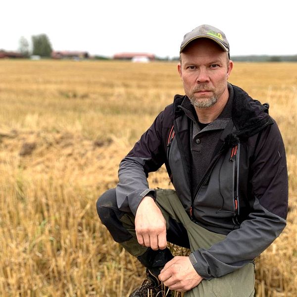 Bonden Joakim Borgs hukar sig ned på sin veteåker i Gustafs.