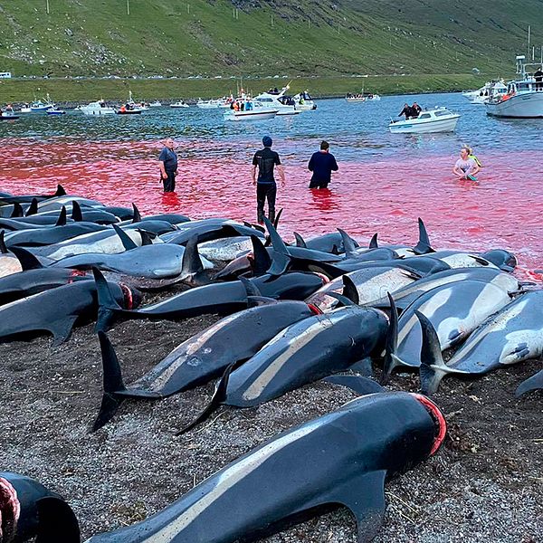 Tiotals delfiner ligger slaktade på en strand. Några personer vadar i havet, som färgats rött av blod.