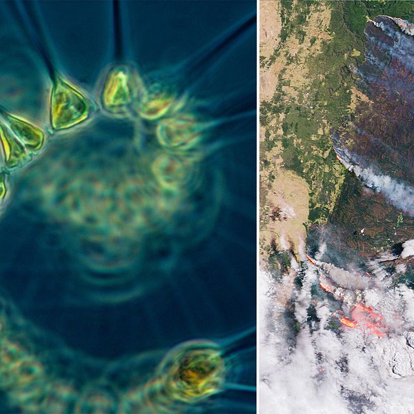 Närbild på växtplankton och satellitbild på rök från bränderna i Australien.