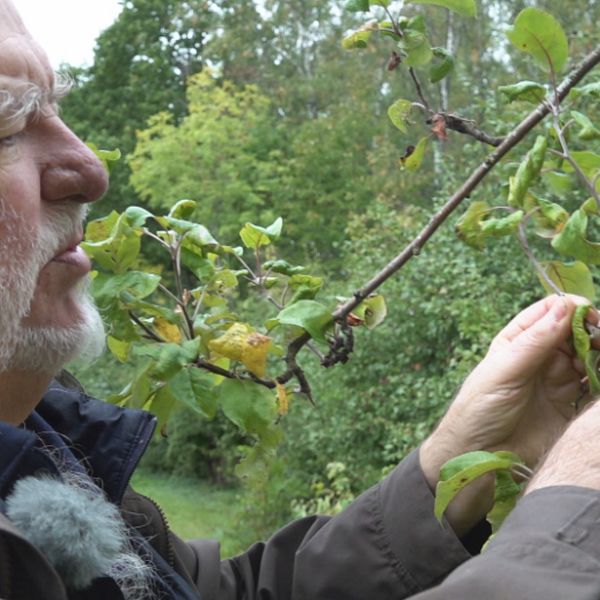 Pomologen Henrik Elmberg håller en sekatör mot en kvist