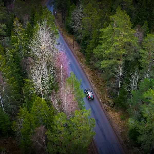 Totalt uppskattas den svenska skogen årligen dammsuga luften på 120 miljoner ton koldioxid.