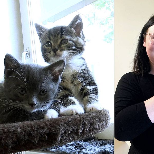 Det är ett collage där bilden till vänster visar två små kattungar, en grå och en randig. På bilden till höger syns Melissa Andersson som har glasögon och är klädd i svart, i handen håller hon en liten kattunga och bakom henne skymtar en vuxen katt uppe på en hylla.