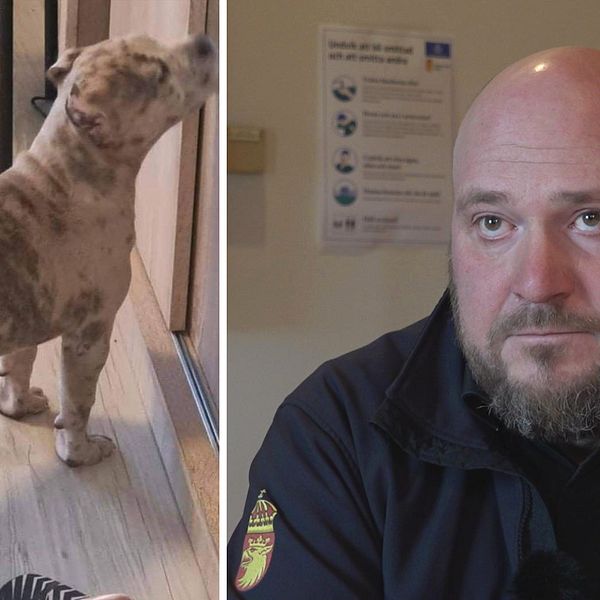 Tvåbild på en utav hundarna som tagits till Sverige från Rumänien och länsveterinär Leif Felton