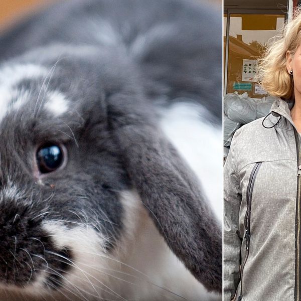 Tina Burvall är föreståndare på Skälby 4H gård i Kalmar. Hon berättar om hur kaninpesten  drabbar deras kaniner.