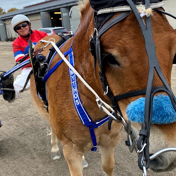 Elin Birkerud och hennes Gotlandsruss Mythos körde premiärloppet under jubileumstävlingarna. Hör henne berätta vad som fick henne att falla för ponnytrav i klippet.