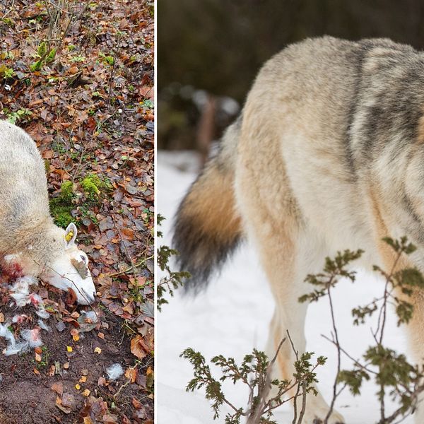 Montage av två bilder. Till vänster ett får som dödats av en varg. Till höger en bild på en varg.