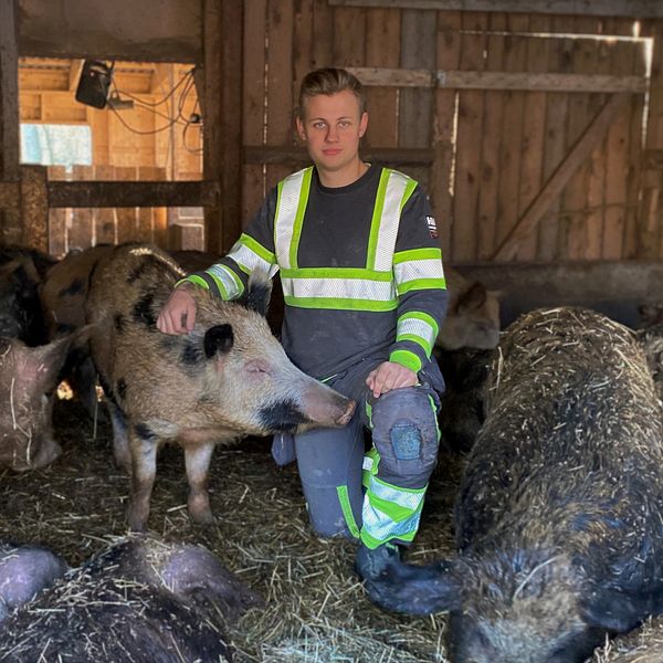 Oskar Ohlson tillsammans med en blandras mellan vildsvin och tam Linderödssvin och andra grisar runtomkring
