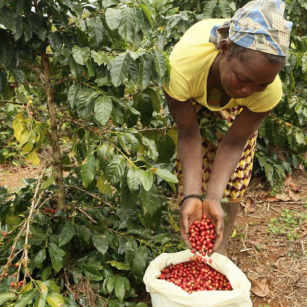 Kaffeplantage vid Mount Gorongosa i Mozambique, Afrika.