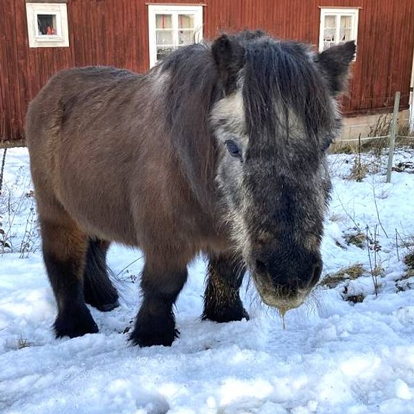 en grånad shetlandsponny i snöig hage