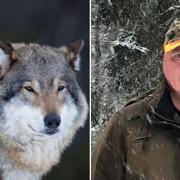 En tvådelad bild på en varg och en jägare.