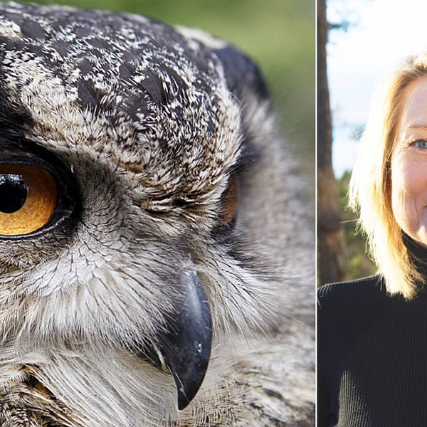 Deladbild; en med närbild på en berguv, den andra är ett porträtt på Christine Karmfalk, vd, Kolmårdens djurpark.