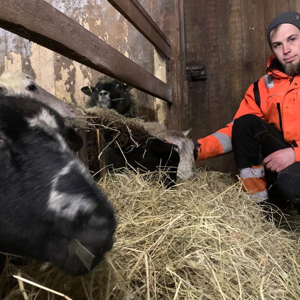 Hösten 2020 förlorade Emil nästan alla sina får i ett vargangrepp. Nu ser han med oro på framtiden för sin nya besättning.