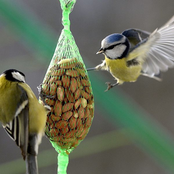 två fåglar som äter