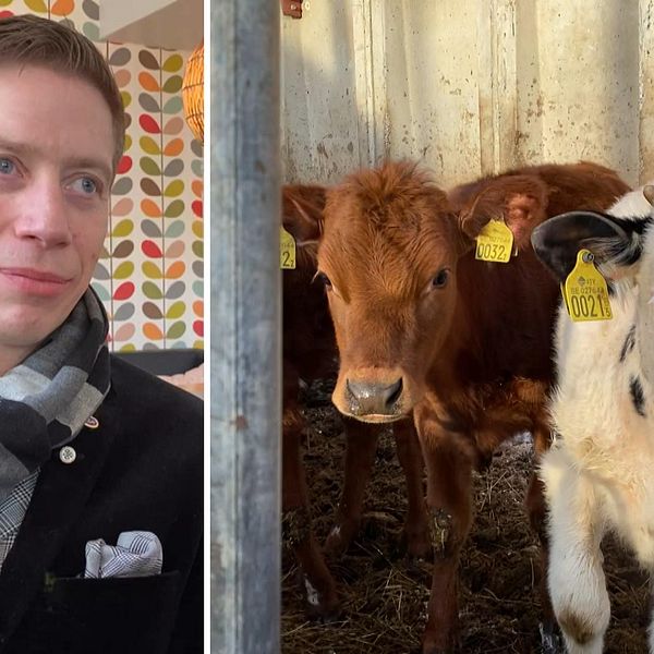 Norrmejeriers vice ordförande Stefan Stolt och kalvar på bondgård