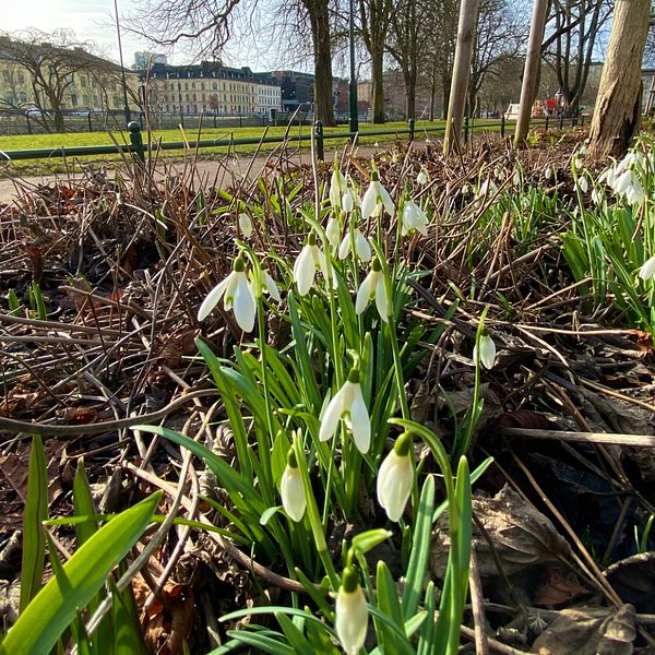 Bullarna med rakblad hittades av en hundägare på Södra Promenaden i Malmö tidigt på söndagsmorgonen.