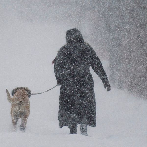 Person går med en hund i kraftigt snöfall.