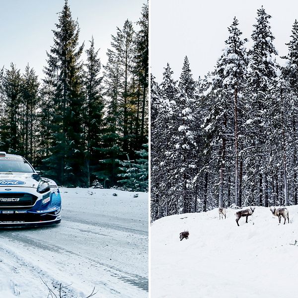 Bild på rallybil tillsammans med en bild på renar vid en väg.