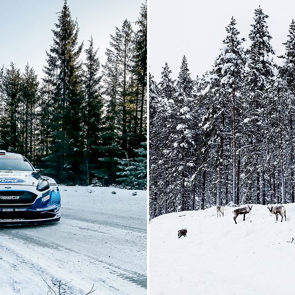 Bild på rallybil tillsammans med en bild på renar vid en väg.