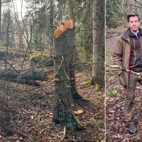 Bilden är delad i två. Den högra bilden visar döda granar som knäckts och fallit till marken. Den vänstra bilden är en helkroppsbild på David Lundevall som är markförvaltar på Nyköpings kommun. Framför honom står den lilla jakthunden Abbe.