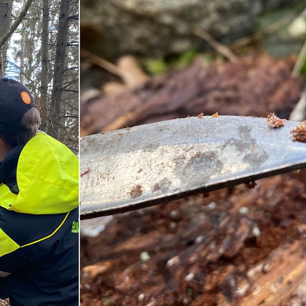 Bilden är delad i två. Den vänstra bilden är en bild på skogskonsulent Mattias Engman som karvar bort bark från en död gran. Den högra bilden visar ett knivblad med en granbarkborre på.