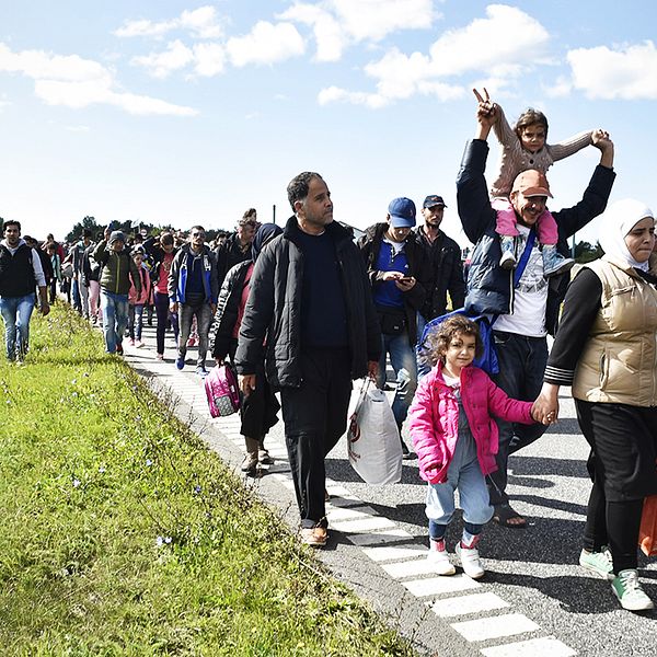 Ett 50-tal flyktingar vandrar genom Danmark.