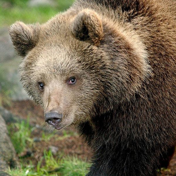 En brunbjörn i en skog. Björnen tittar in i kameran.