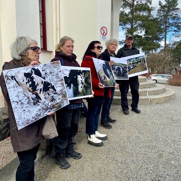Demonstrerande grannar håller upp plakat med bilder av kossor utanför tingsrätten i Hudiksvall.
