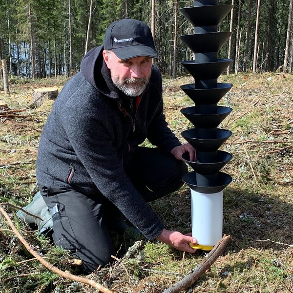 Skogskonsulenten Magnus Hedspång sätter upp fällor för granbarkborrar