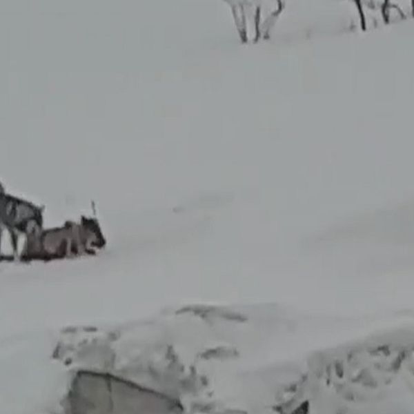 En jämthund i snö som attackerar en ren.