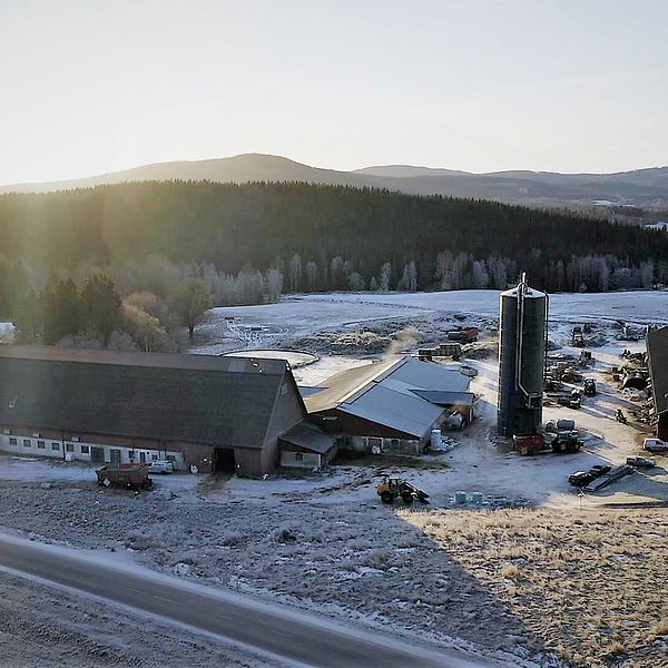 vy över mjölkgården ovanifrån – en stor lada och lägre byggnader, en hög silo, skogsmark längre bort, frost på marken