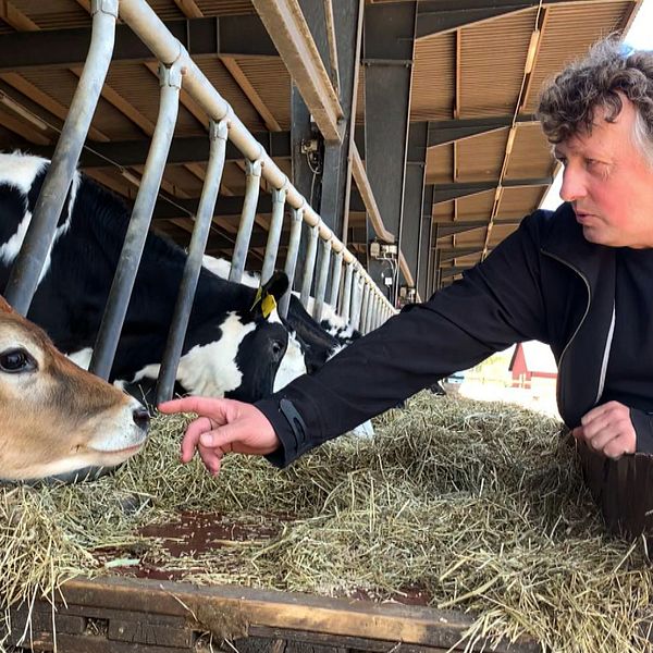 Lantbrukaren Janne Bengtsson från Laholm klappar en ko och berättar om hur dieselstölderna skapat en otrygghetskänsla för dem som bor på landsbygden.