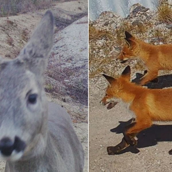 En delad bild som visar två sektioner: Till vänster syns ett rådjur med gråaktig päls, det står på en grusig plats med vegetation i bakgrunden. Till höger ses två rödaktiga rävar som springer över en grusväg med en ljus bakgrund.